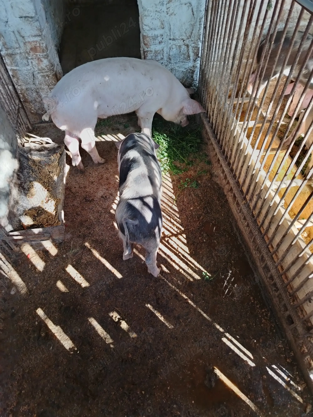 Purcei de vânzare  Purcei de vânzare