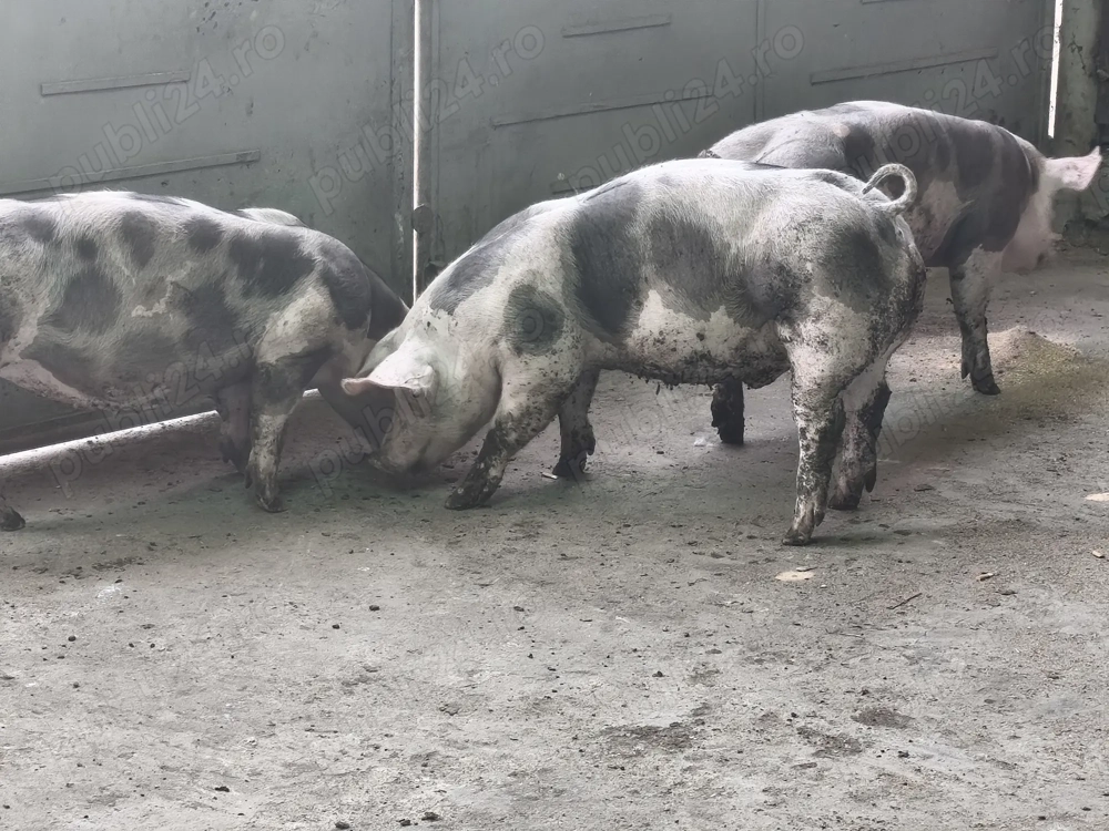 Porci de carne pentru sacrificat