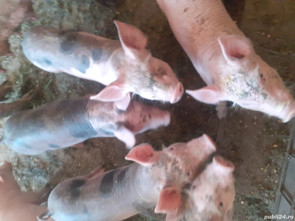 vând purcei de 8 săptămâni vând purcei de 8 săptămâni