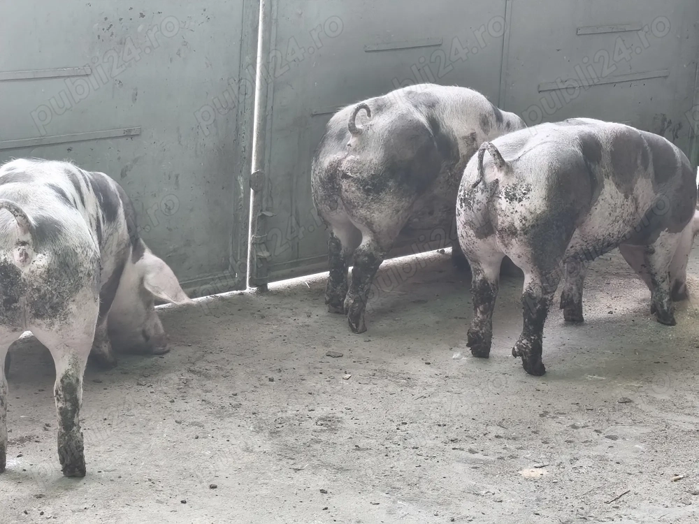 Porci de carne pietrain