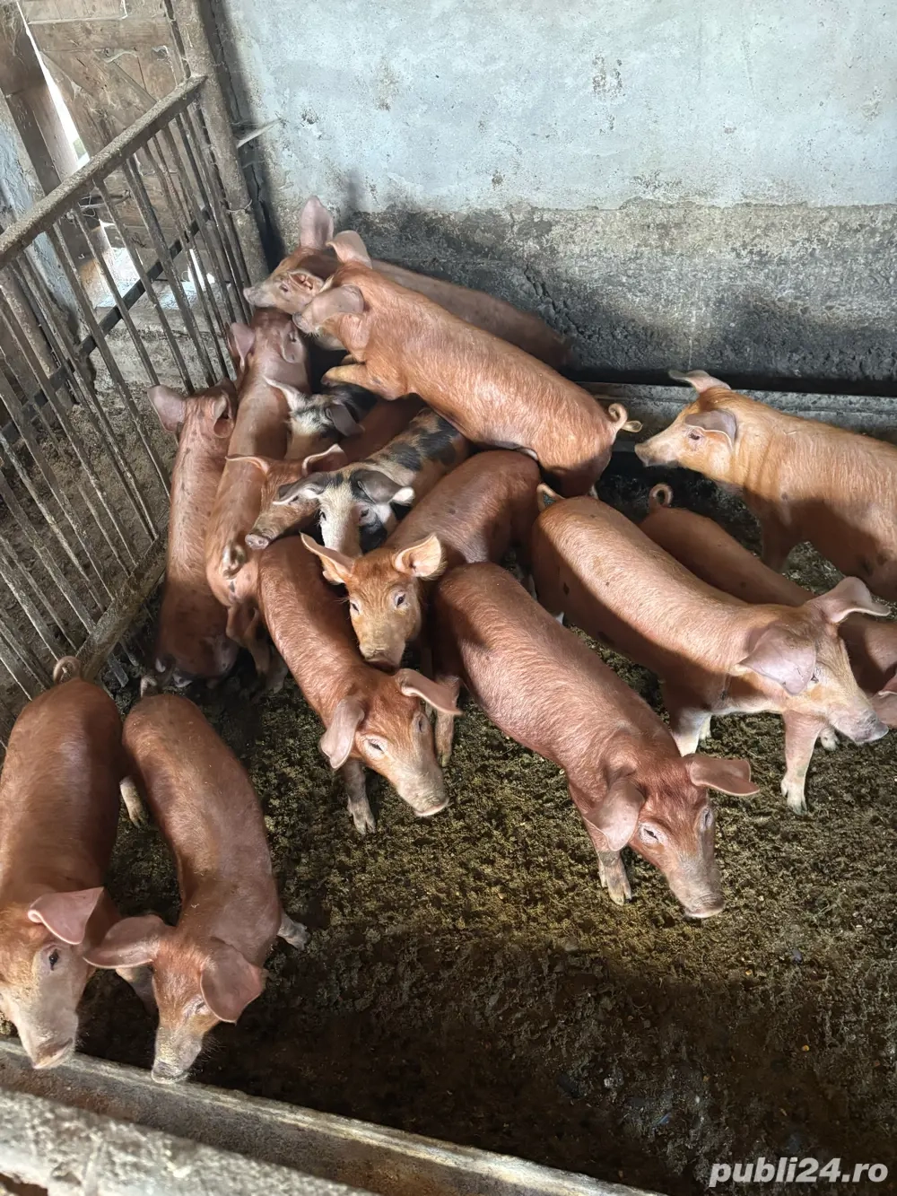 Purcei Duroc si Petrean Purcei Duroc si Petrean