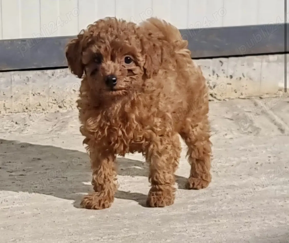 Caniche miniatură Toy