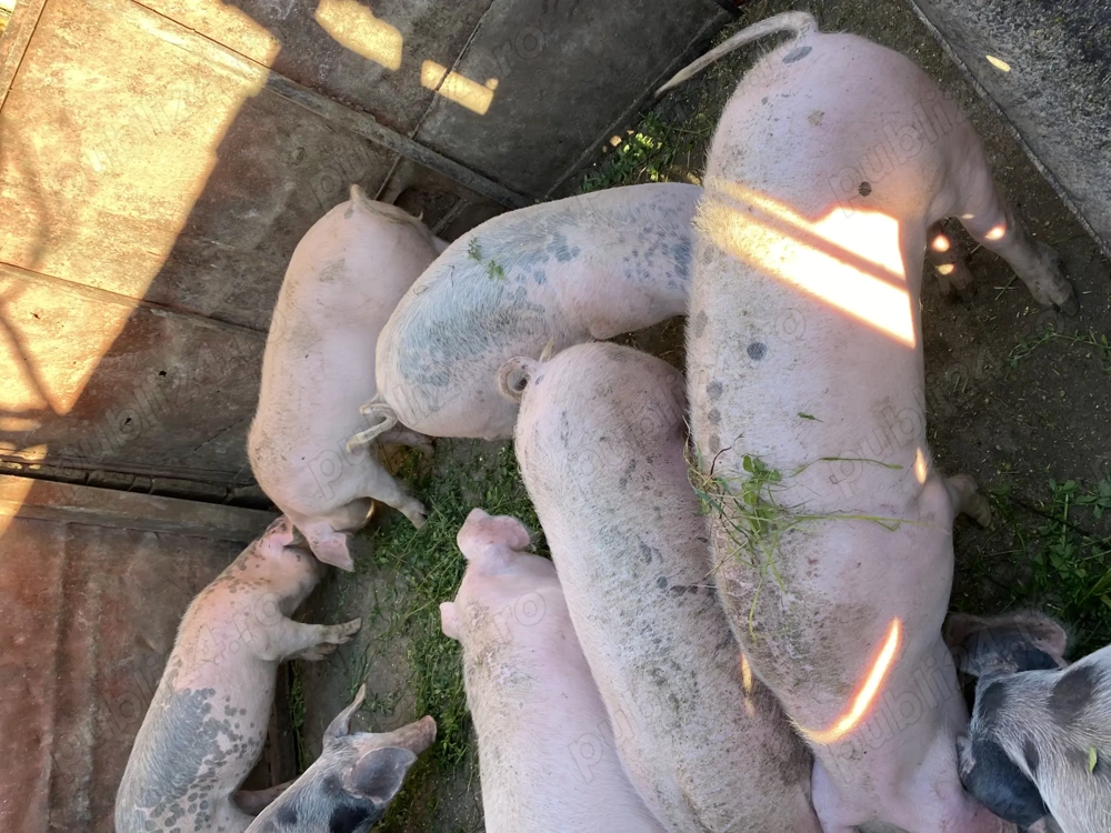 Șoldani de 3 luni  Șoldani de 3 luni