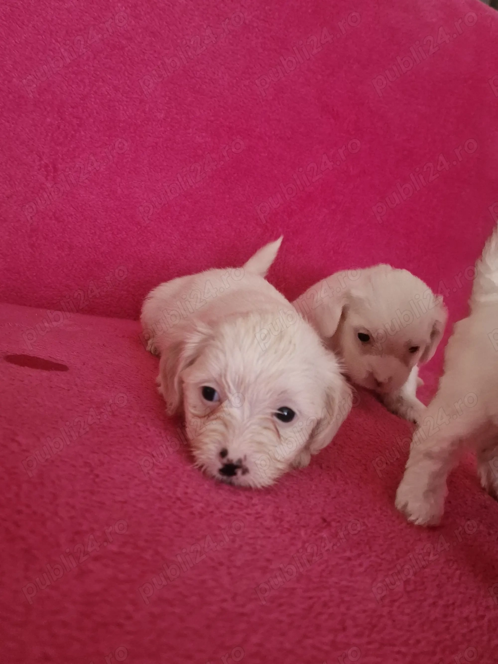 Ne cautam căsuță și părinți iubitori 