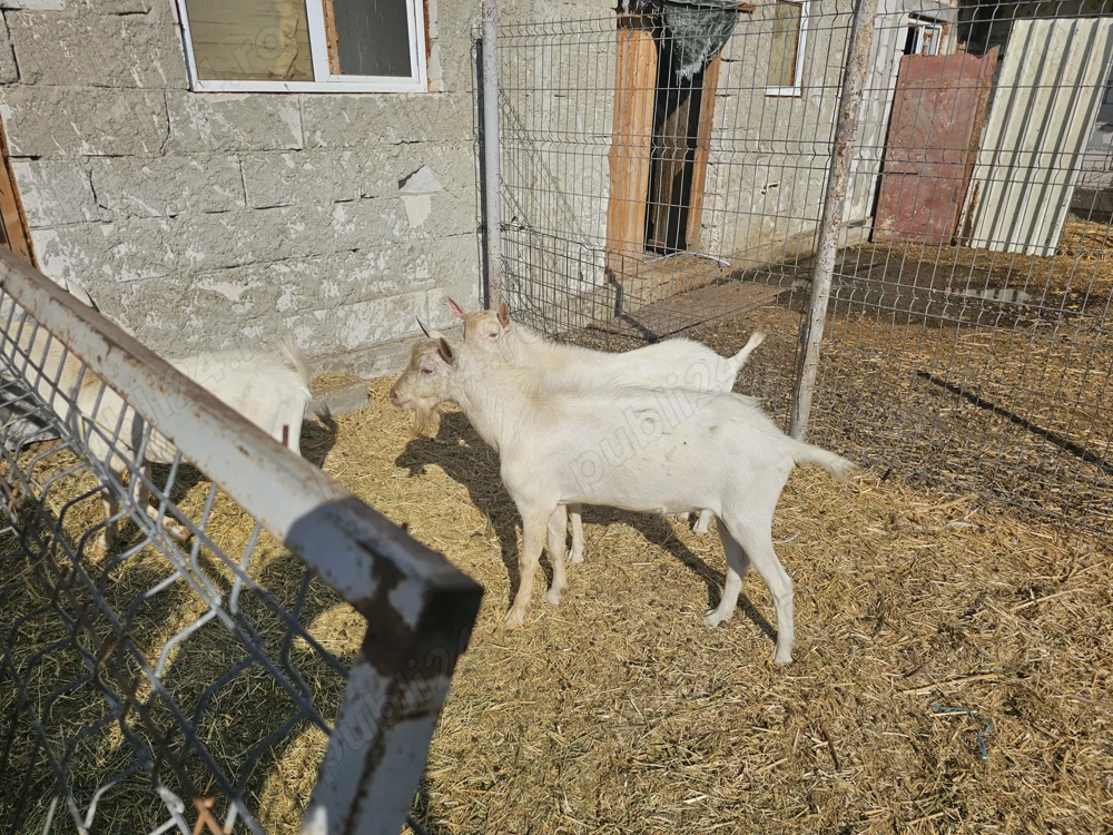 Vand tarii sannen Vand tarii sannen