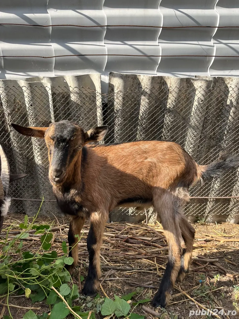 tap alpin francez tap alpin francez