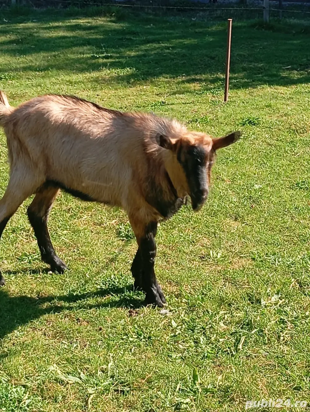 capre Alpin franceza