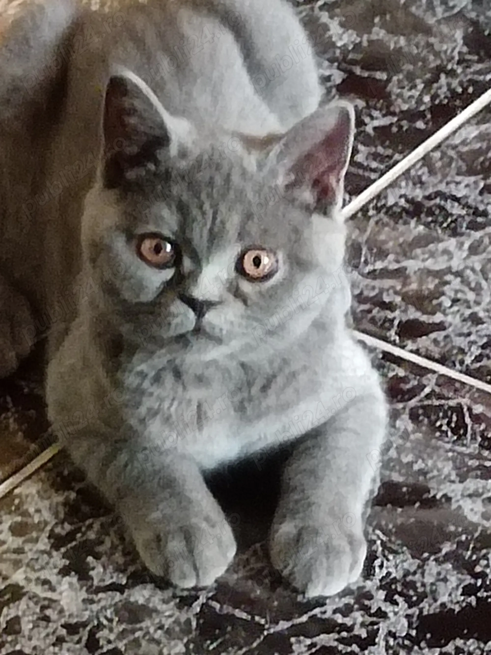 Vând puiuți British Short Hair