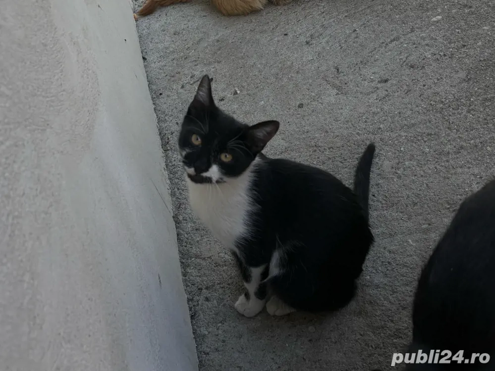 donez pui de pisicuta,foarte dragalasi,care isi cauta un camin iubitor donez pui de pisicuta,foarte dragalasi,care isi cauta un camin iubitor