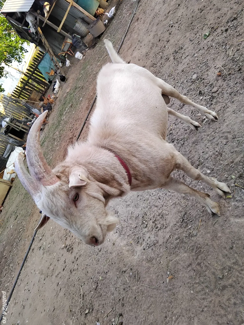 Vand țap metis cu saanen