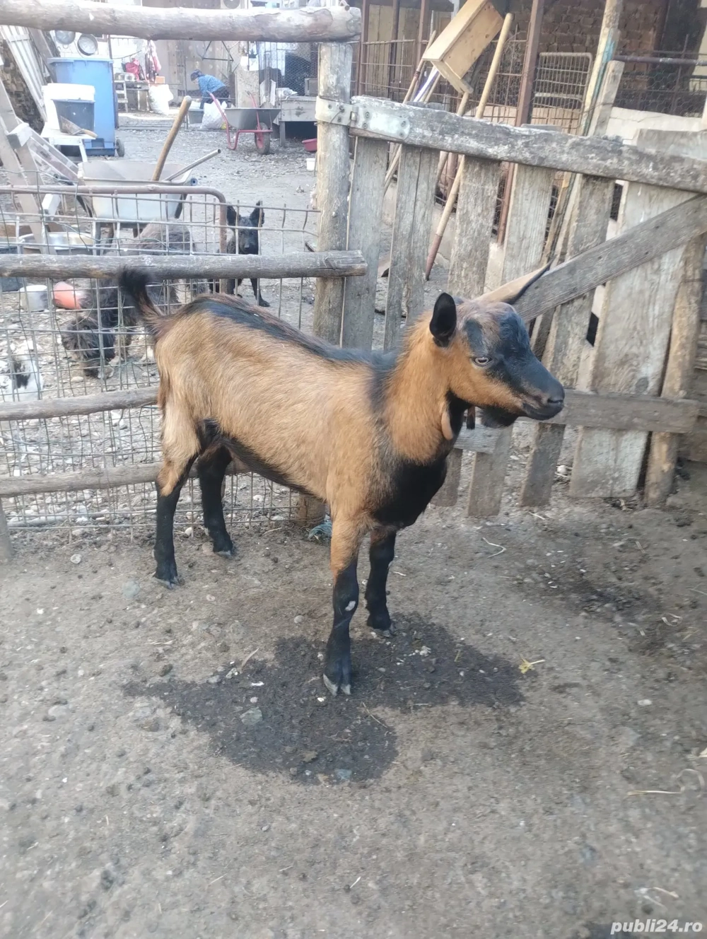 Țapi alpini de vanzare Țapi alpini de vanzare