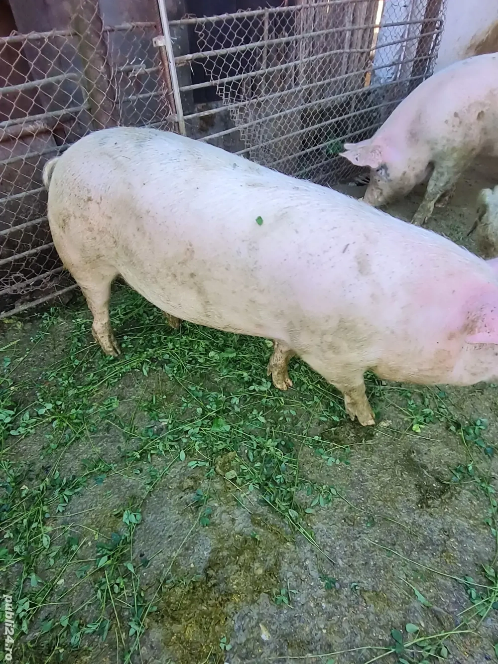 Porc pentru sacrificat 