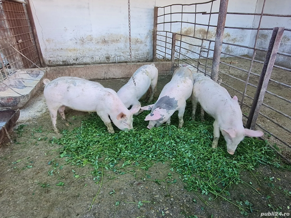 Purcei  10 saptamani Purcei  10 saptamani