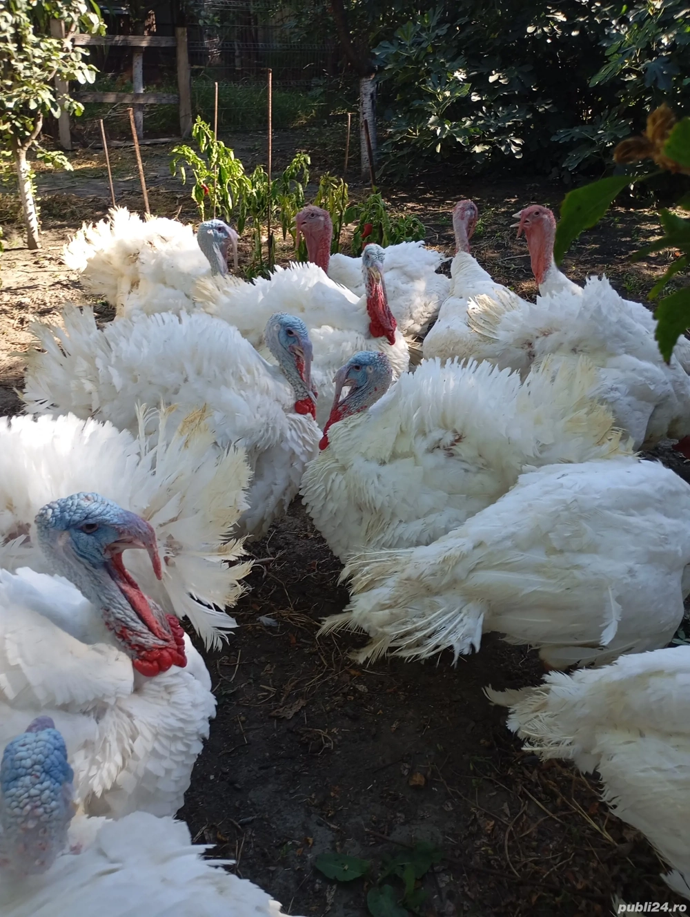 Curcani crescuți bio, între 16-22 de kg, de vânzare,30-35 Ron per kg! Curcani crescuți bio, între 16-22 de kg, de vânzare,30-35 Ron per kg!