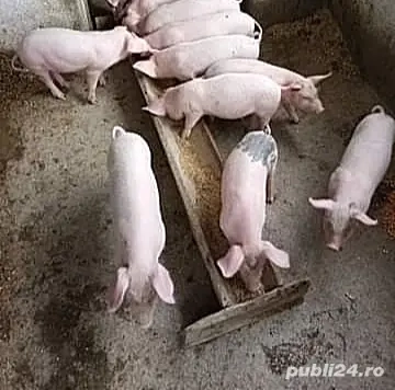 Vând purcei de 9 săptămâni! 