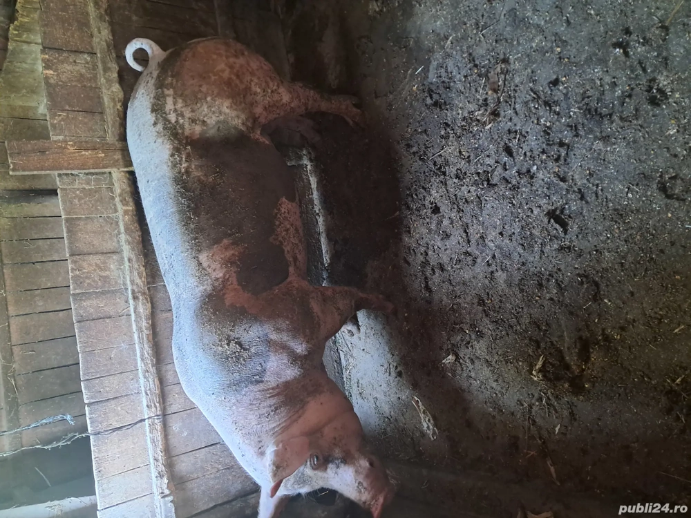 porc pietian de vnzare 