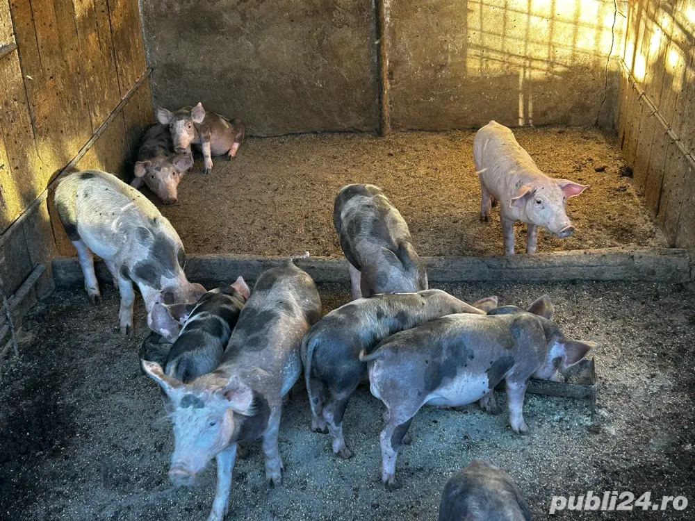 purcei de vanzare  purcei de vanzare