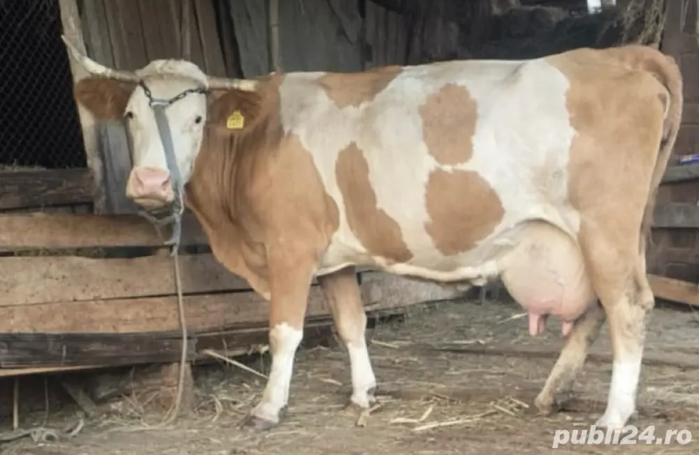 Vând urgent vaca baltata romaneasca