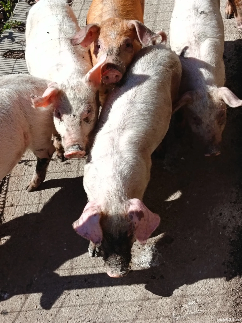 vand purcei 8 saptamani vand purcei 8 saptamani