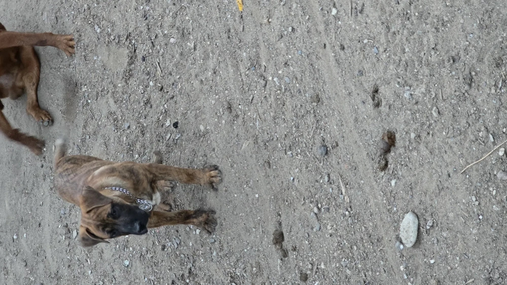 Catel de vânzare  Catel de vânzare