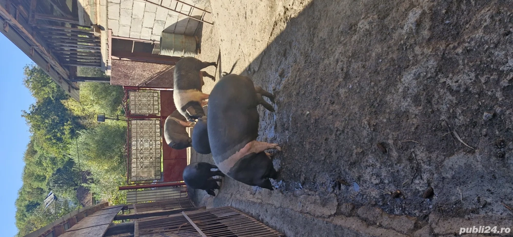 Vând porci bazna pentru Crăciun sau mai repede crescuți bio cu greutatea între 100si250kg mai multe 