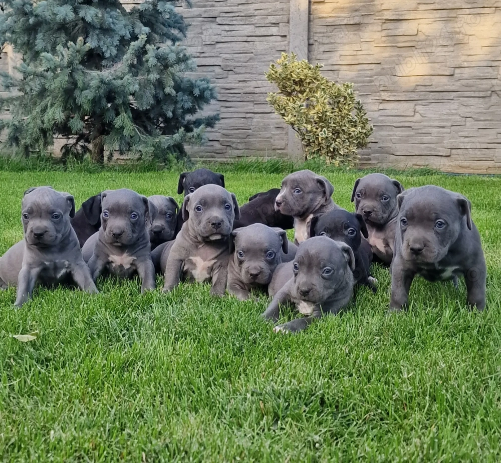 Vand American Bully xl 
