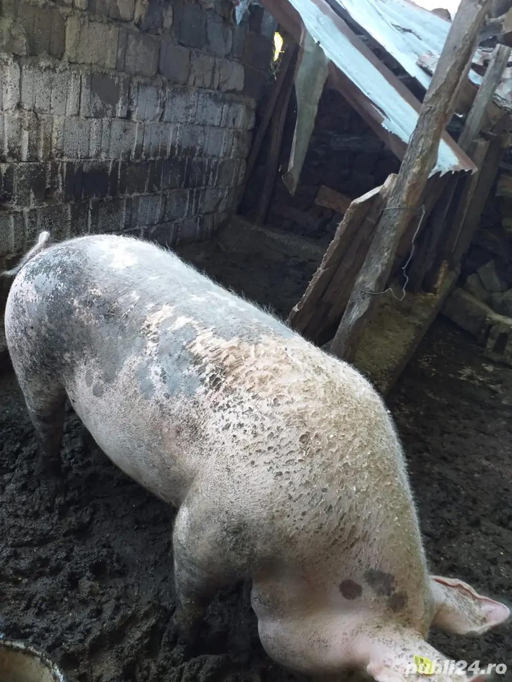Purcei si porci mari Purcei si porci mari