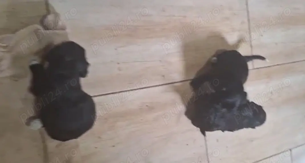 Căței Maltipo  Căței Maltipo