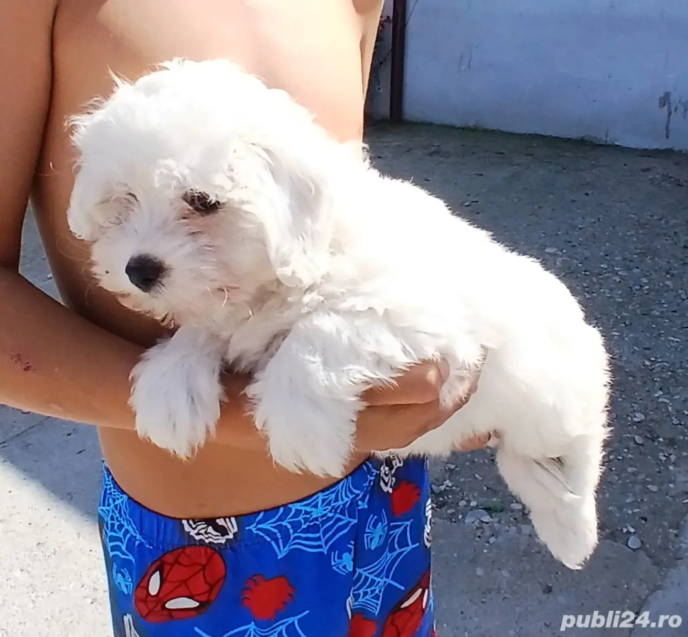 bichon maltese alb talie mica  bichon maltese alb talie mica
