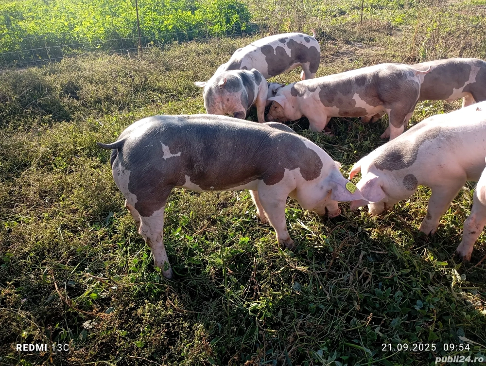 Purcei pietrean   pietrain pur 