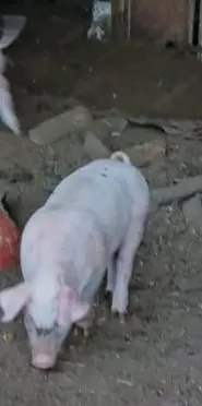 Purcei 10 săptămânii 20-30 kg Purcei 10 săptămânii 20-30 kg