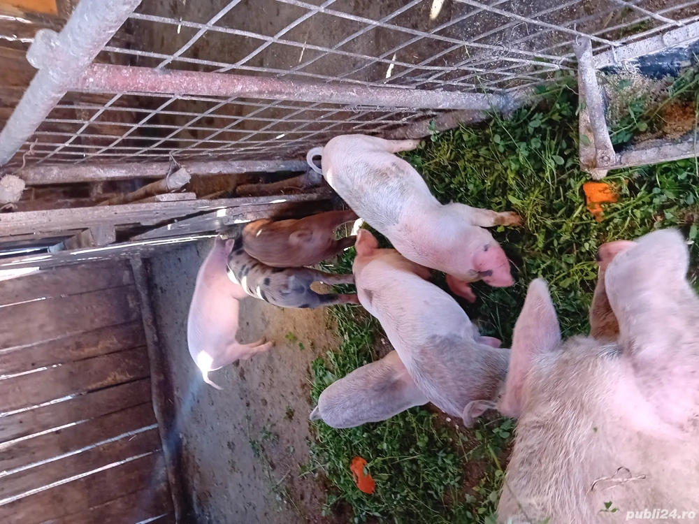 purceî de 6,12 săptămâni și porci de tăiat  purceî de 6,12 săptămâni și porci de tăiat