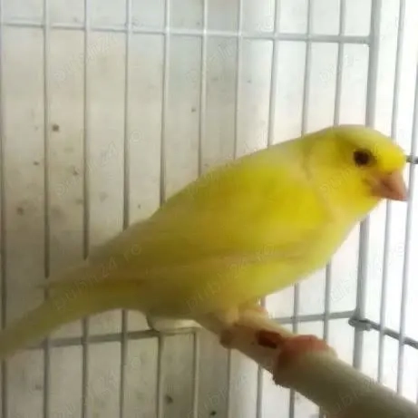 Canari Malinois Mascul Canari Malinois Mascul