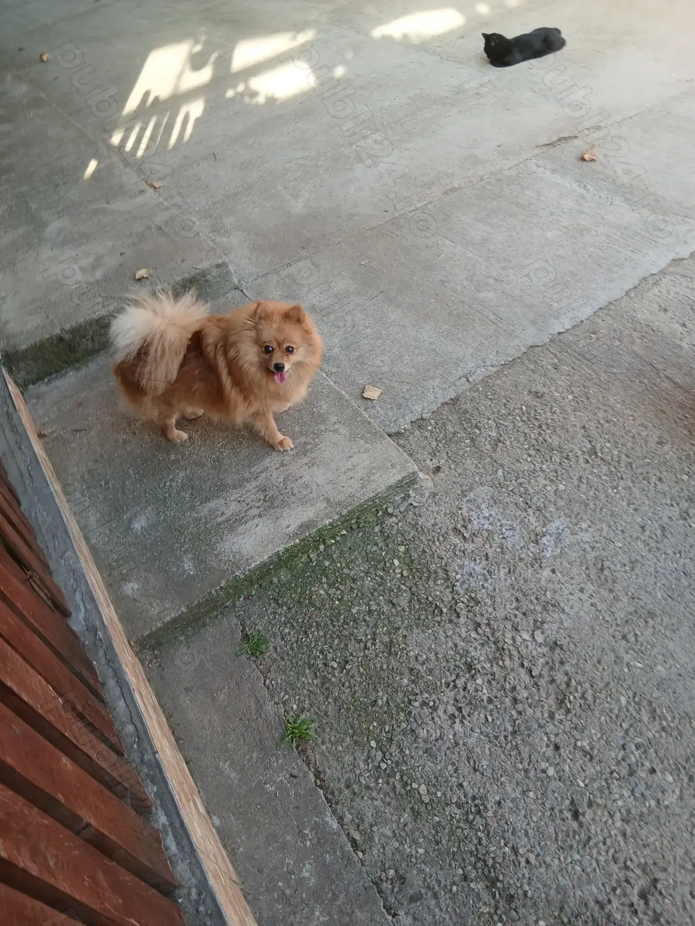 De vânzare cățelușă pomeranian De vânzare cățelușă pomeranian