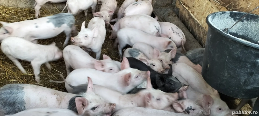 Purcei de vanzare 