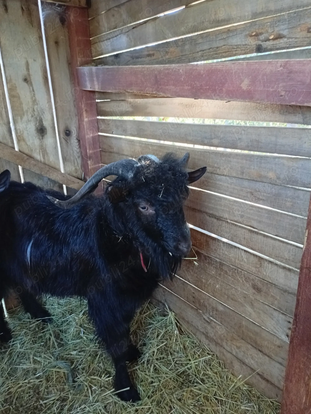 Țap Carpatin de vânzare. Țap Carpatin de vânzare.