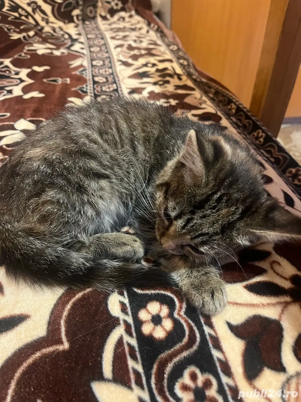 donez doi pisicii donez doi pisicii