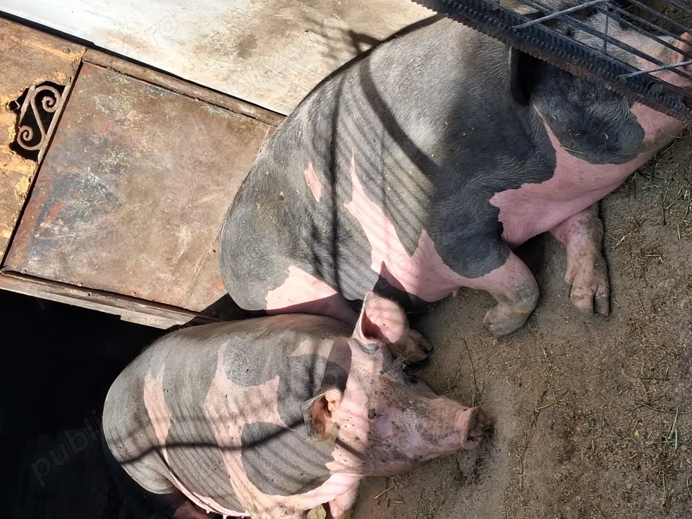 Scroafe de reproducție sau taiat