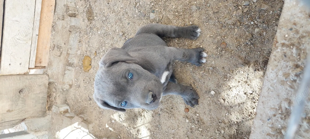 Pui cane corso  Pui cane corso