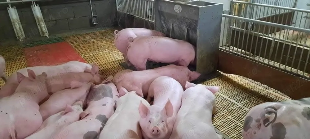 Vând porci rasă de carne 