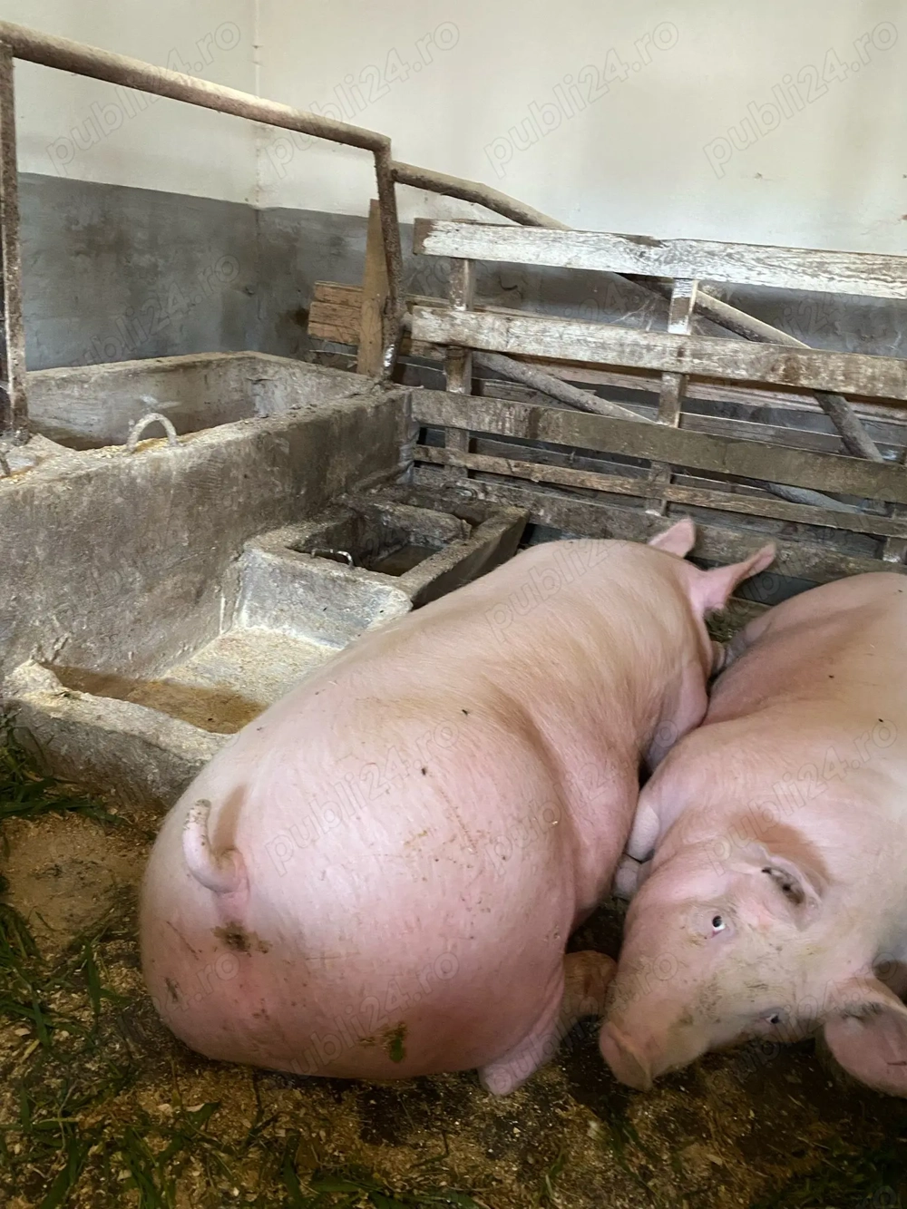 Vând porci rasă de carne  Vând porci rasă de carne