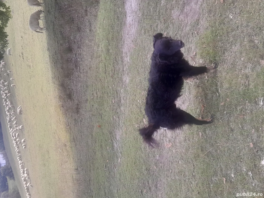 Vând câine de întors Vând câine de întors