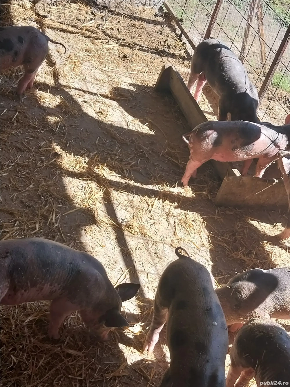 vand purcei vand purcei