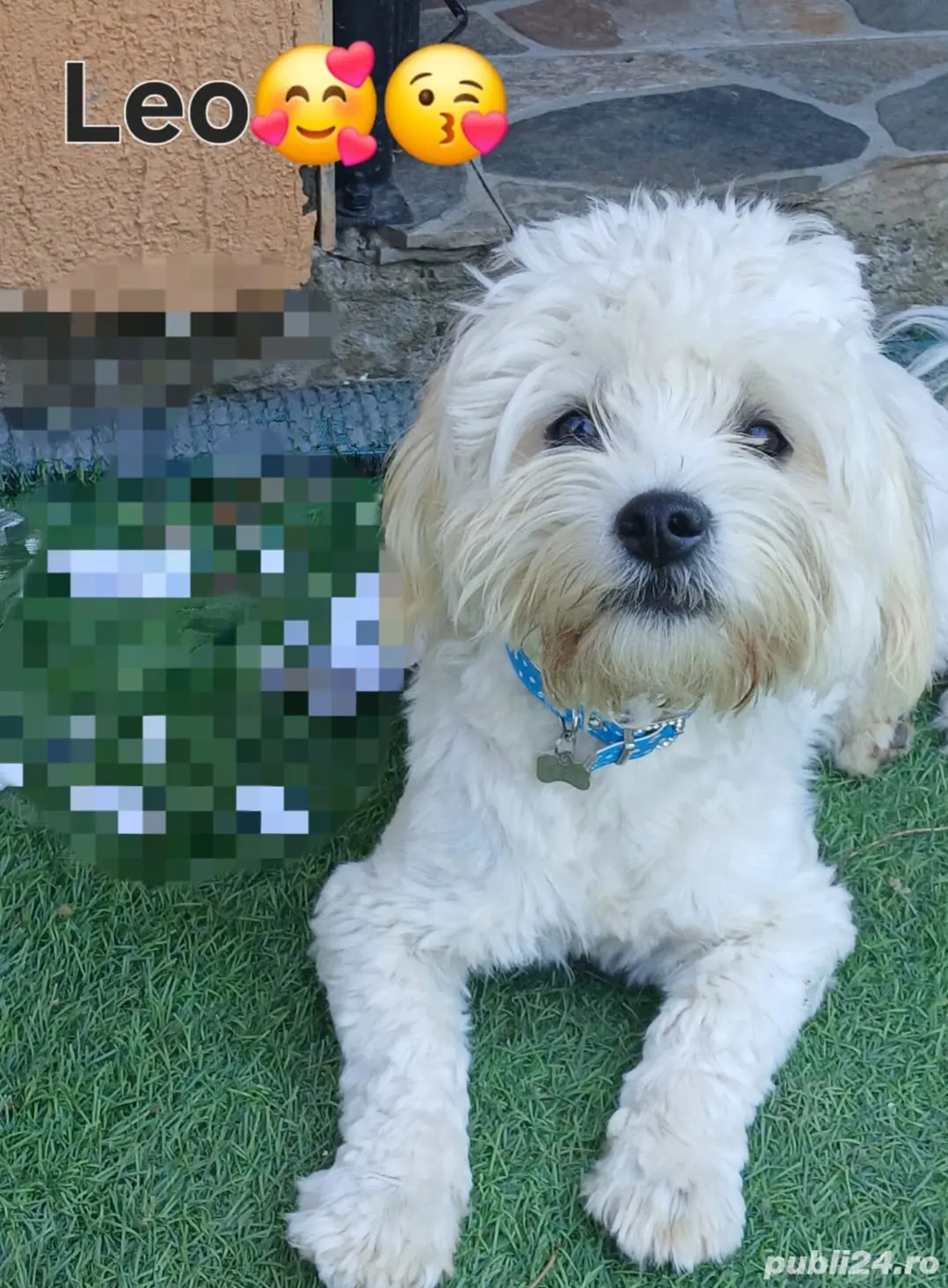 vând un băiețel bichon de aproape 9 luni  