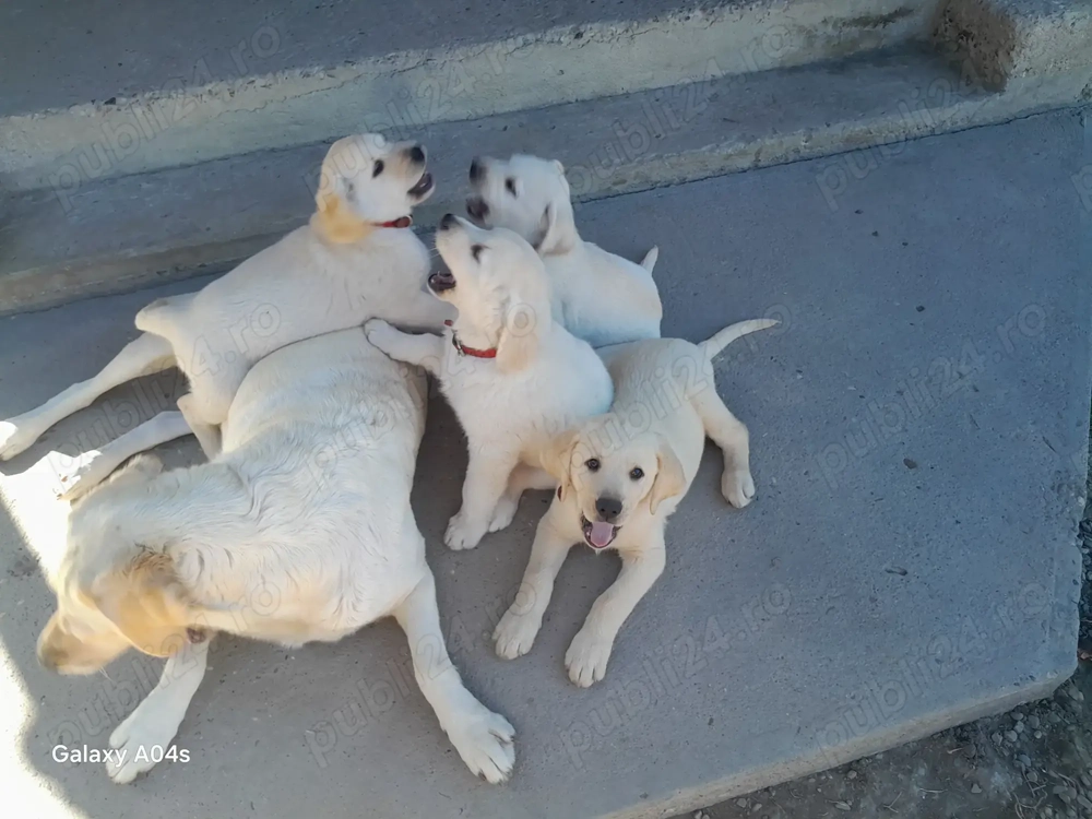 Căței labrador caută  stăpâni iubitori Căței labrador caută  stăpâni iubitori