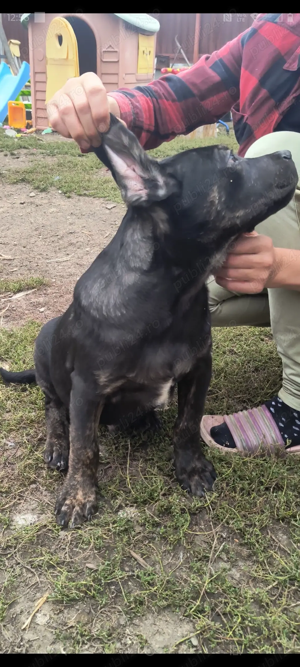 Vând căței de cane corso Vând căței de cane corso