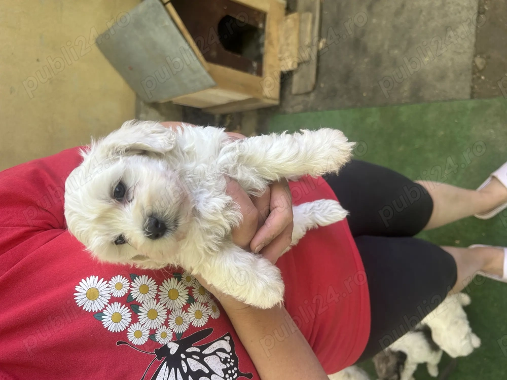 Vând 3 bichon în vârstă de 10 săptămâni  Vând 3 bichon în vârstă de 10 săptămâni