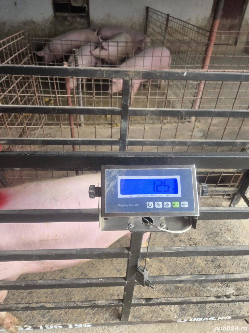 Porci la cantar de la 100 la 300 kg Porci la cantar de la 100 la 300 kg