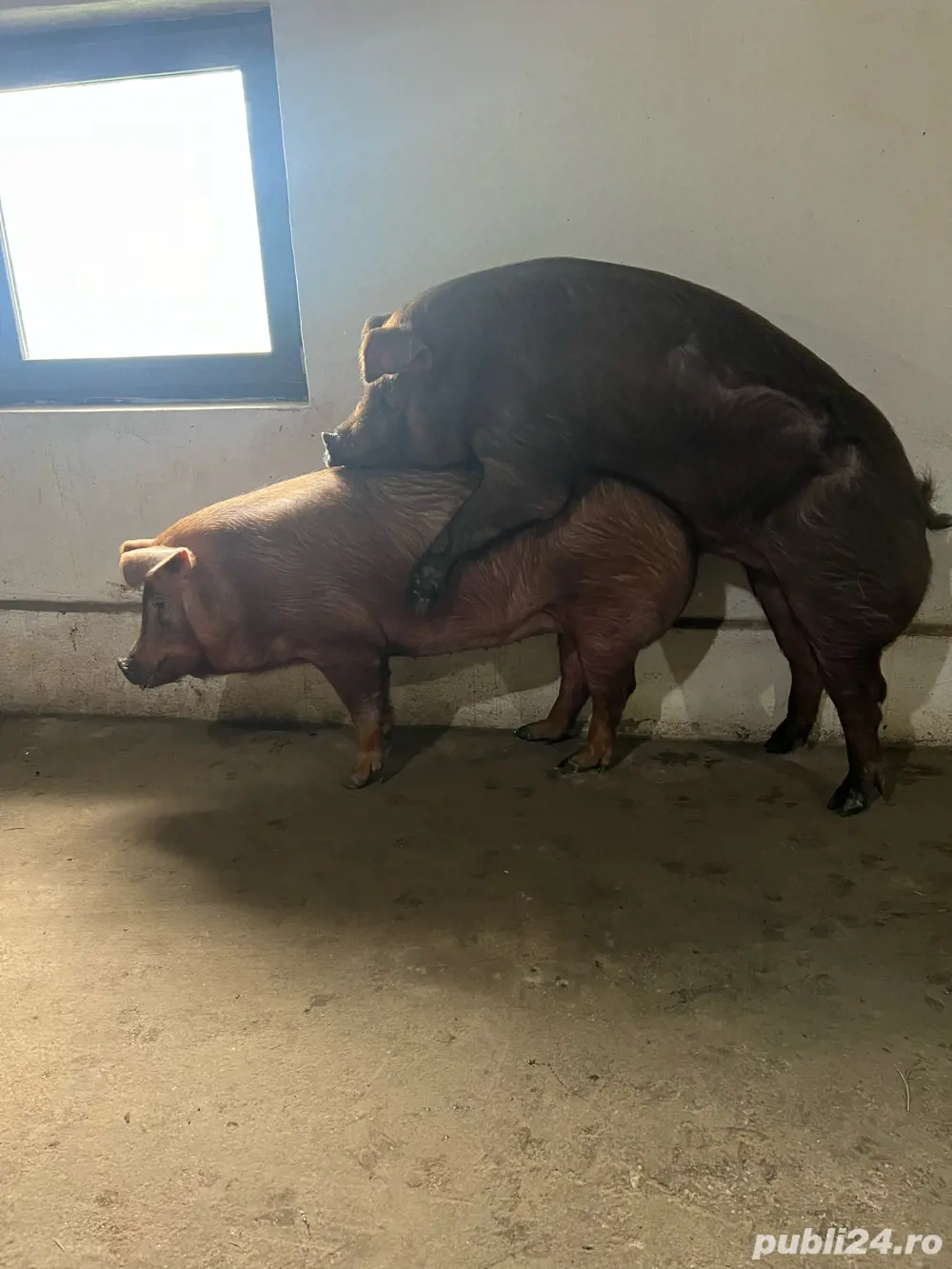 scroafa cu purcei