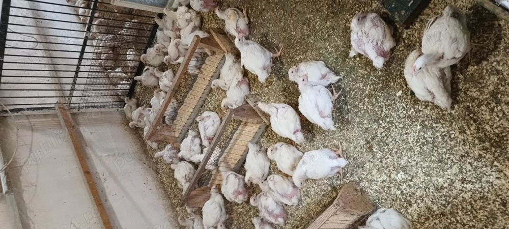 Pui albi de carne de vânzare 